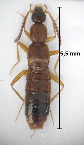 Réf. 187 826 : Drusilla canaliculata